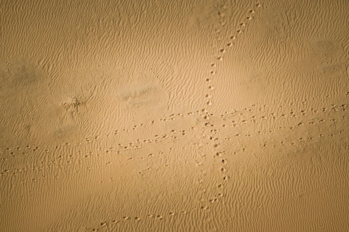 砂漠の道