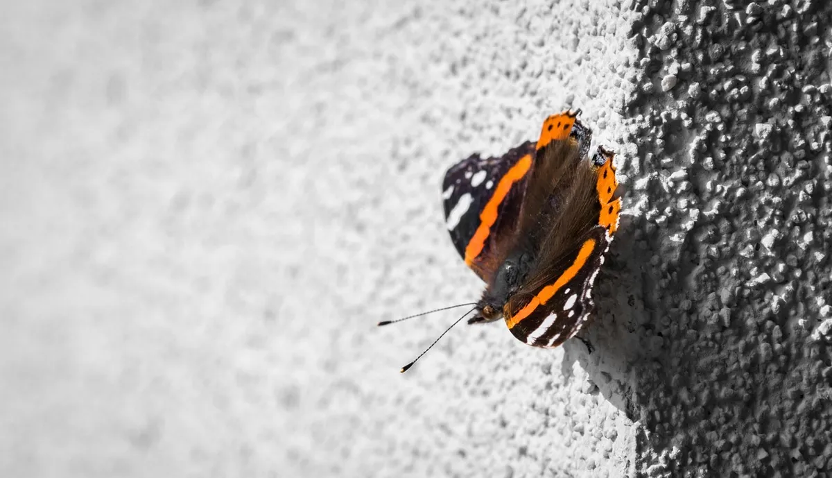 butterfly, papillon, soleil, vulcain, wall, shadow