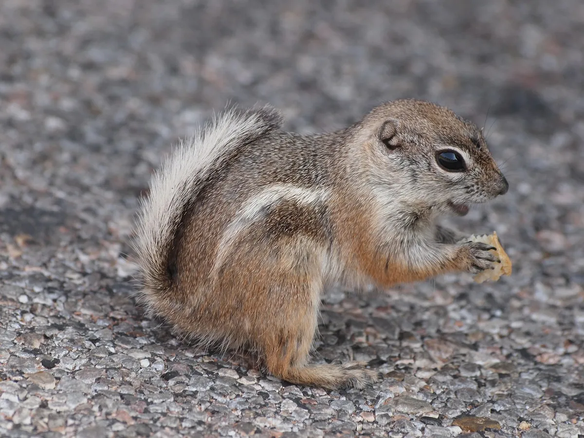 squirrel, rodent, animal, desert ground squirrel, mammal, wildlife, nature, desert, nevada, usa, eating, las vegas
