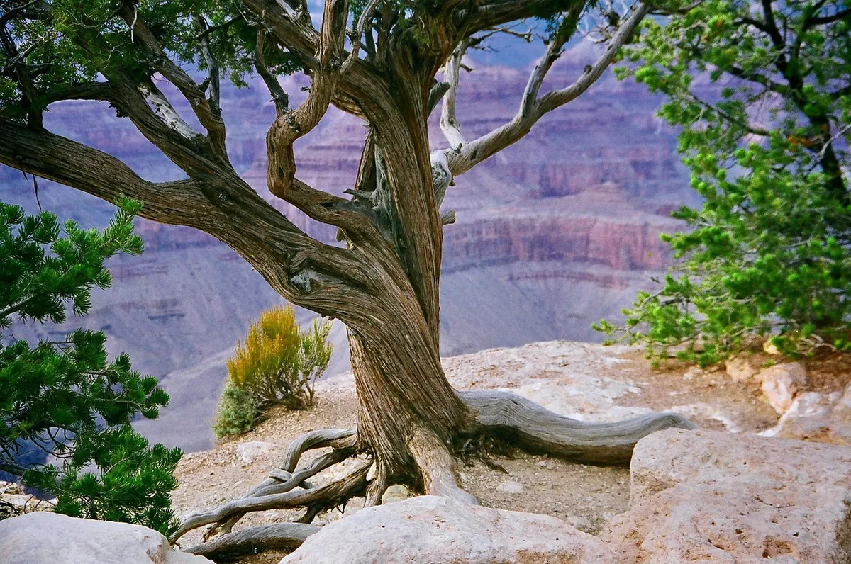 grand canyon, canyon, valley, cliff, gorge, rocks, scenic, tourism, geology, arizona, nature, landscape, national park, grand canyon, grand canyon, grand canyon